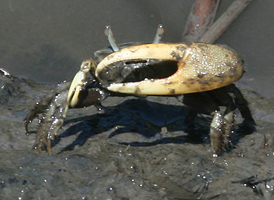 Atlantic Mud Fiddler Crab